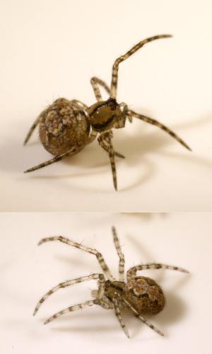 Theridion sp.